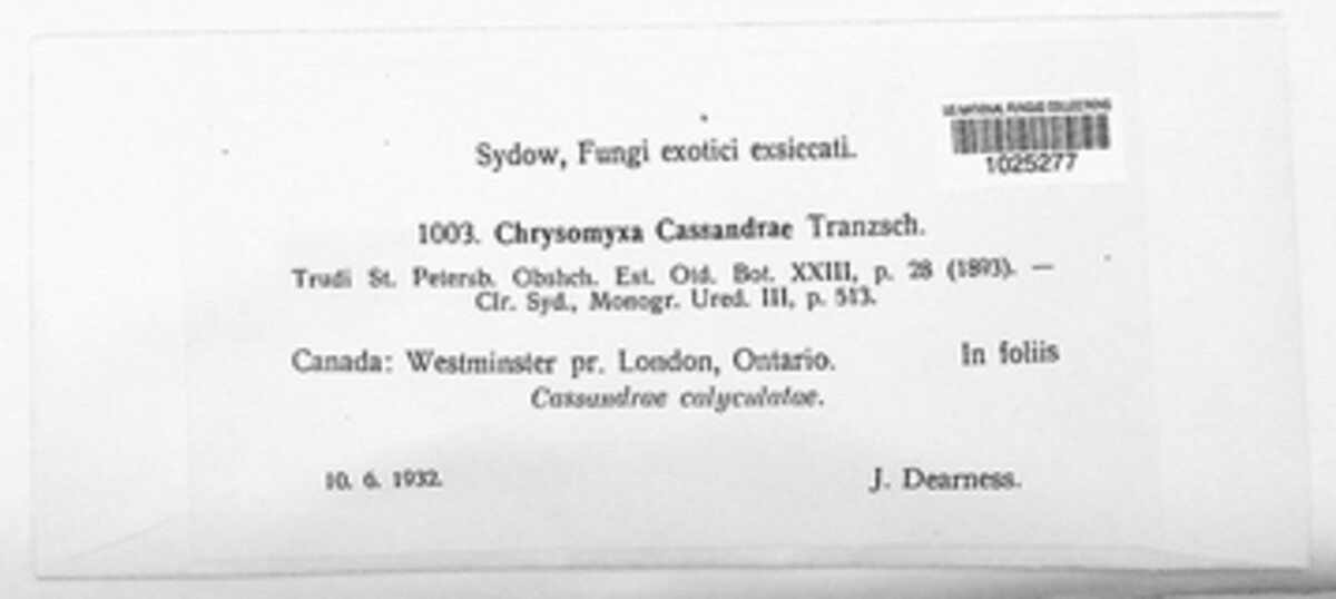 Chrysomyxa cassandrae image